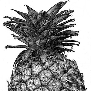 Randy Glass - Advertising, Agriculture, Black & White, Dining, Food, Food/Beverage, Nutrition, Pen & Ink, Products, Realistic, Still Life, Stipple