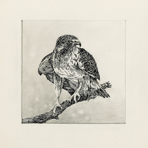Andre Junget - Animals, Biology, Black & White, Environmental, Line, Nature, Pen & Ink, Stylized, Technical