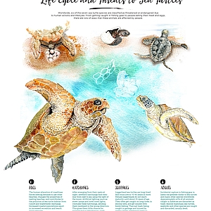 Simone Tieber - Animals, Editorial, Education, Environmental, Infographics, Line & Wash, Line with Color, Maps/Charts, Nature, Watercolor, Wildlife